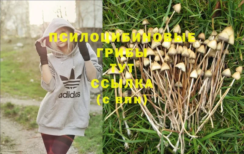 Псилоцибиновые грибы Psilocybe  наркошоп  Любим 